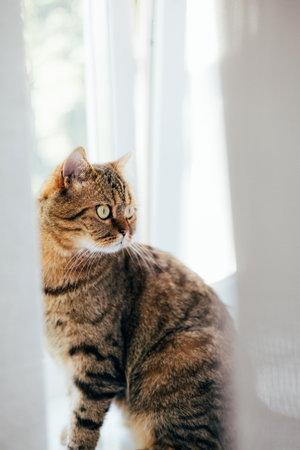 A gray striped cat with yellow eyes near the window. Pet portrait with shadows, front viewの写真素材