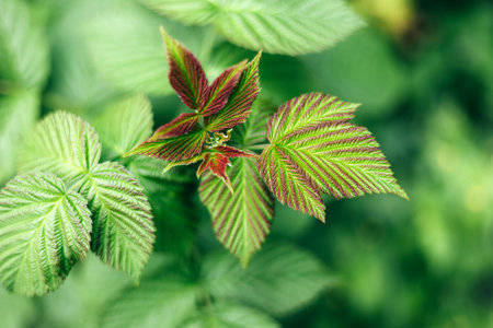 Fresh, young leaves of raspberry bush on a sunny day. Natural green background. Background with...