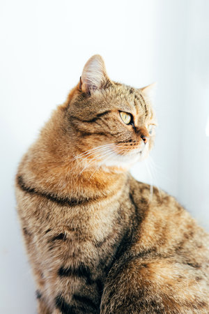 A gray striped cat with yellow eyes on a white background looks up. Pet portrait with shadows, front viewの写真素材