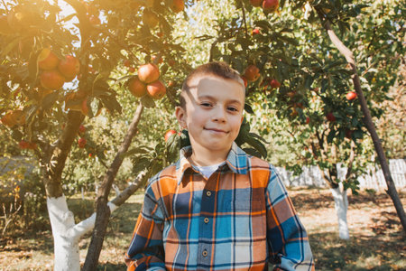 A school-age boy in an apple garden on a sunny day. Harvesting autumn harvest in the fruit garden. Front viewの写真素材