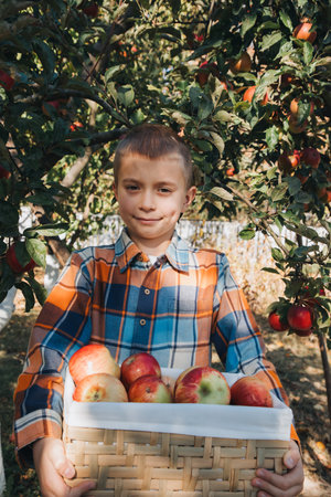 A school-age boy in an apple garden on a sunny day. Harvesting autumn harvest in the fruit garden. Front viewの写真素材