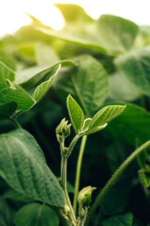 Soybean plants in a field close-up in bright sunlight. Agricultural field with soy. Green background, selective focus. Front viewの写真素材