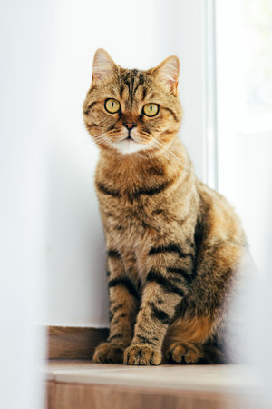 A gray striped cat with yellow eyes near the window. Pet portrait with shadows, front viewの写真素材