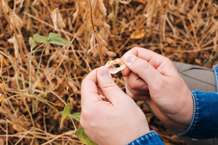 Close-up of a farmer holding ripe yellow soybeans in his palms on a sunny day in an agricultural field in a denim shirtの写真素材