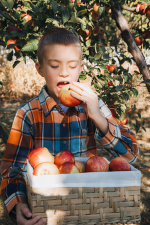 A school-age boy in an apple garden on a sunny day. Harvesting autumn harvest in the fruit garden. Front viewの写真素材