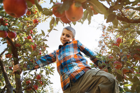 A school-age boy climbs the tree in an apple garden on a sunny day. Harvesting autumn harvest in the fruit garden. Front viewの写真素材