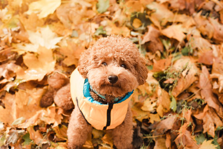 A small red poodle in yellow sits on the yellow leaves on yellow vest in an autumn park, sunny day. Top viewの写真素材