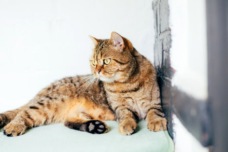 A gray striped cat with yellow eyes near the window. Pet portrait with shadows, front viewの写真素材