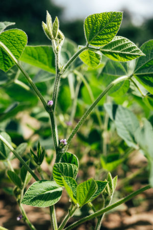 Soybean plants in a field close-up in bright sunlight. Agricultural field with soy. Green background, selective focus. Front viewの写真素材