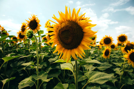 Bright yellow sunflowers against a clear blue sky in sunny weather. Agricultural field with sunflowers. Front viewの写真素材