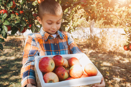 A school-age boy in an apple garden on a sunny day. Harvesting autumn harvest in the fruit garden. Front viewの写真素材