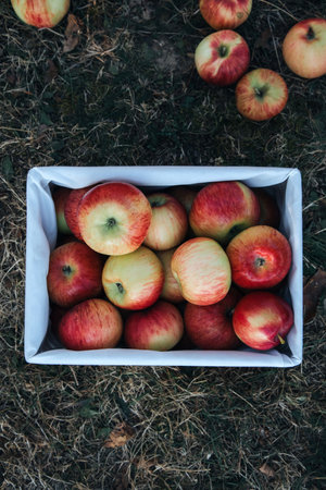 Ripe red apples in the basket, harvested in fruit garden. Autumn background with red apples. Top...