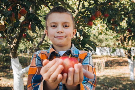 A school-age boy in an apple garden on a sunny day. Harvesting autumn harvest in the fruit garden....