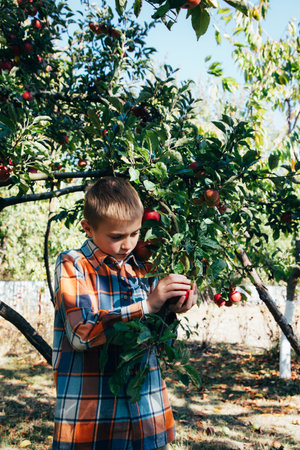 A school-age boy in an apple garden on a sunny day. Harvesting autumn harvest in the fruit garden. Front viewの写真素材