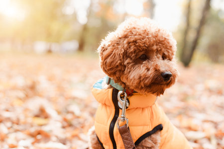 A small red poodle in yellow sits on the yellow leaves on yellow vest in an autumn park, sunny day....