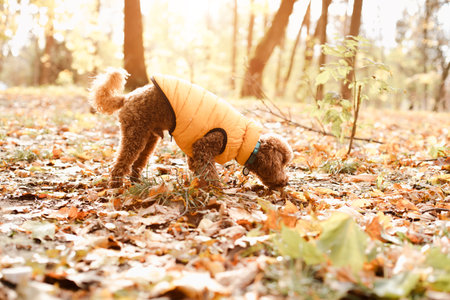 A small red poodle in yellow sits on the yellow leaves on yellow vest in an autumn park, sunny day. Front viewの写真素材