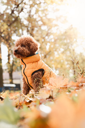 A small red poodle in yellow sits on the yellow leaves on yellow vest in an autumn park, sunny day. Front viewの写真素材