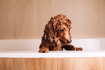 The process of washing a dog at home. A small red poodle is being washed in the bathroom. Wet dog in...