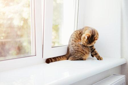 A gray striped cat with yellow eyes near the window. Pet portrait with shadows, front viewの写真素材