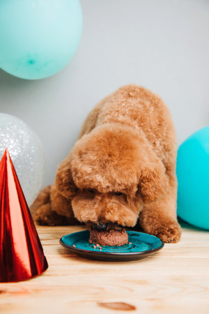 A small red poodle in a festive red cap on a grey background celebrates a birthday, close up. Front viewの写真素材