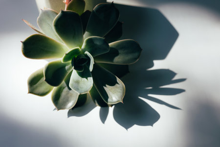 Green succulents in the light of beige pots on a light background. House plants, gardening. Front viewの写真素材