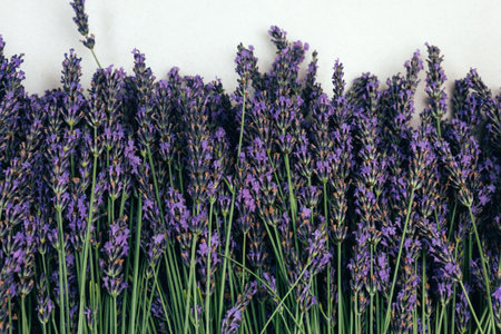 Bouquet of fresh lavender on a gray concrete background. Blooming background. Card for congratulations. Top viewの写真素材