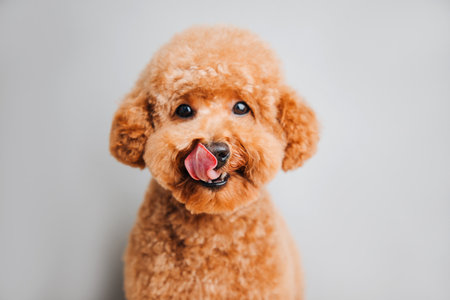 A small red poodle on a grey background licks, close up. Front viewの写真素材