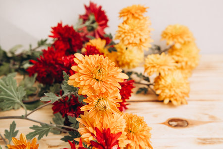 Floral background. Yellow and red chrysanthemums on a light background. A bright bouquet of autumn flowers. Front viewの写真素材