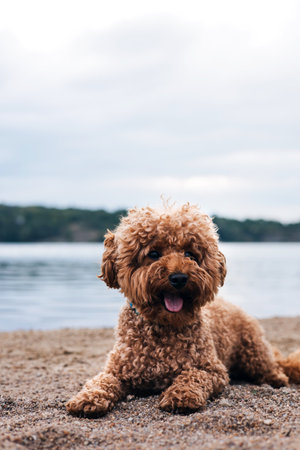 A small red curly dog on a walk on the beach on a summer day. Walk with pets. Front view