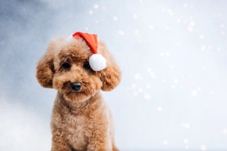 Close-up small ginger poodle dog in a Santa cap on a light background. Pets portrait. Christmas greetings card, front viewの写真素材