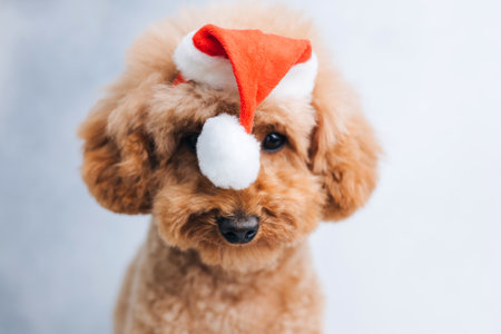 Close-up small ginger poodle dog in a Santa cap on a light background. Pets portrait. Christmas greetings card, front viewの写真素材