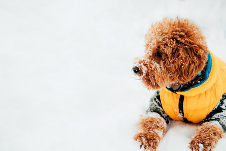 Brown curly poodle on a walk in yellow clothes in winter snow weather. A dog in the snow. Walking...