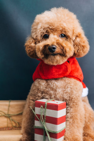Close-up small ginger poodle dog in a Santa cap on a blue-green background. Pets portrait. Christmas greetings card, front viewの写真素材