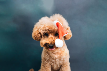Close-up small ginger poodle dog in a Santa cap on a blue-green background. Pets portrait. Christmas greetings card, front viewの写真素材