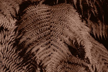 Leaves of forest fern close-up. Natural background, top view, selective focusの写真素材