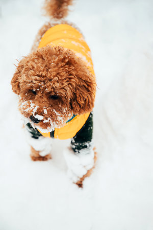 Brown curly poodle on a walk in yellow clothes in winter snow weather. A dog in the snow. Walking with a pet. Front viewの写真素材