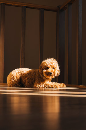 A small beautiful poodle near the wooden stairs. Selective focus. Close up pet portrait. Front viewの写真素材