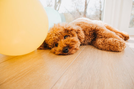 A small poodle lying on the floor near the big window. Front view