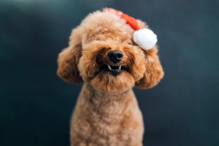Close-up small brown poodle dog in a Santa cap on a blue-green background. Pets portrait. Christmas greetings card, front viewの写真素材