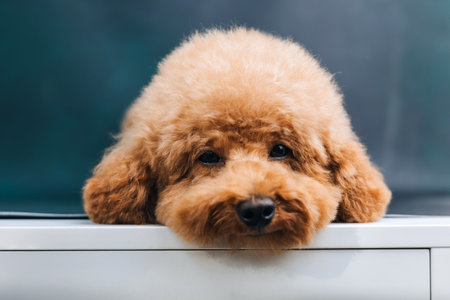 A small red poodle on a blue background lies on a white surface, close up. Front viewの写真素材
