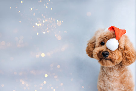 Close-up small ginger poodle dog in a Santa cap on a gray background. Pets portrait. Christmas greetings card, front viewの写真素材