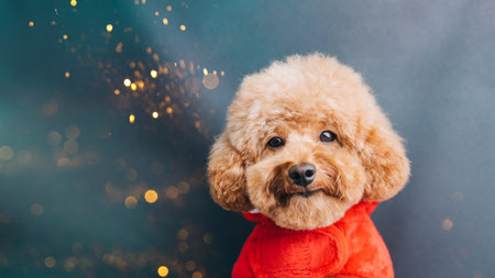 Close-up small brown poodle dog in a Santa suit on a blue-green background. Pets portrait. Christmas greetings card, front viewの写真素材