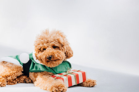 Close-up small brown poodle dog in a Santa suit on a gray background. Pets portrait. Front viewの写真素材