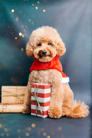 Close-up small brown poodle dog in a Santa suit on a blue-green background. Pets portrait. Christmas...