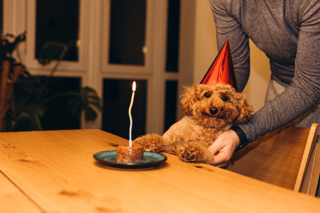 A small red poodle on a grey background licks after a delicious meal, close up. Front viewの写真素材