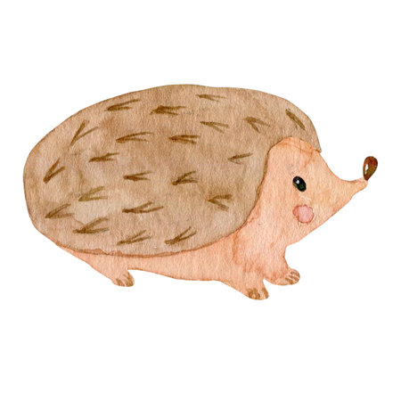 Hedgehog watercolor isolated illustration on white background. Drawing of forest animals in watercolor for packaging design, notebook, polygraphyの写真素材