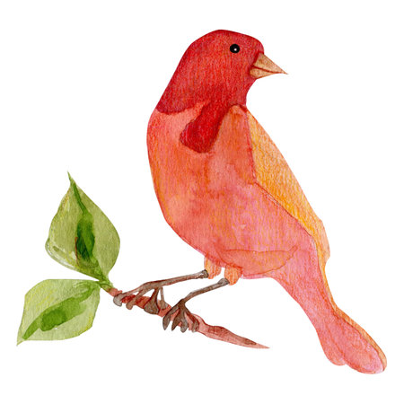 Watercolor red bird isolated on white background. Ornithology, bird on a branch with leaves. Hand drawn bird for packaging design, cardsの写真素材