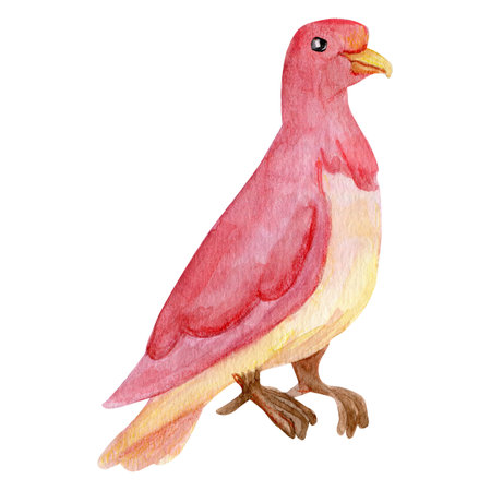 Watercolor drawing of a pink dove. Watercolor bird, ornithology, bird of the world, dovecote, romantic bird, paris, feathered for packaging designの写真素材