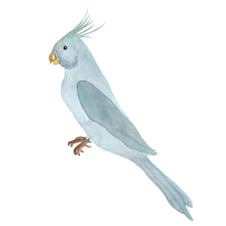 Blue watercolor parrot isolated illustration on white background. Crested parrot, feathered pets, ornithology, budgerigar. Hand drawn tropical birdの写真素材