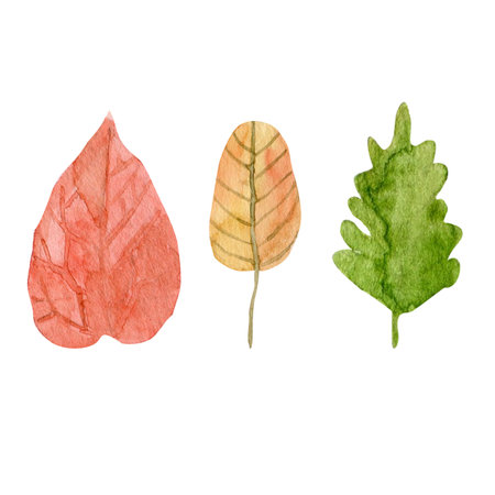Watercolor set of autumn leaves isolated illustration on white background. Hand drawn botanical leaf illustration for card, packaging design, textileの写真素材